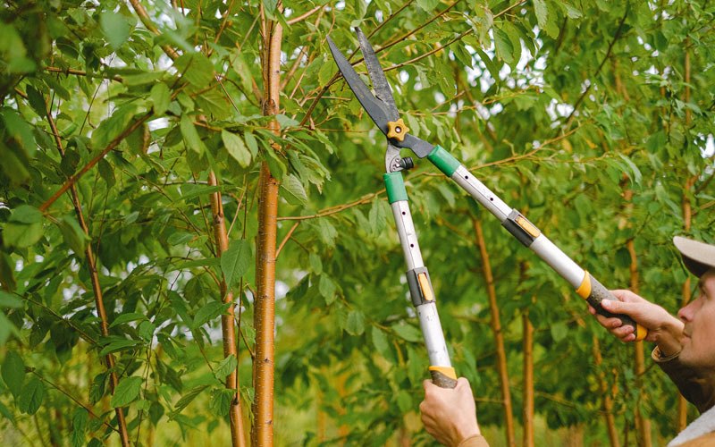 Tree trimming in Maskell, NE
